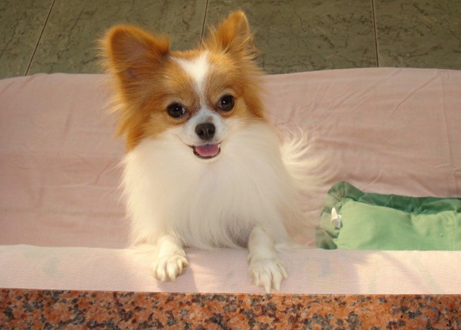 冬天很冷,不要这样养蝴蝶犬,小心害了它!