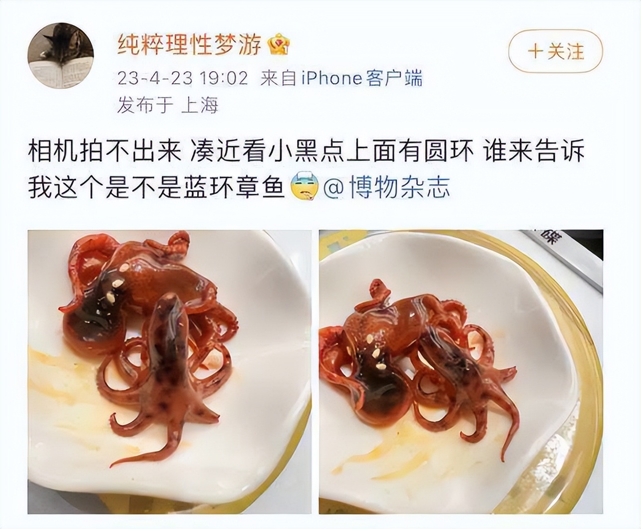 蓝环章鱼煮熟的照片图片