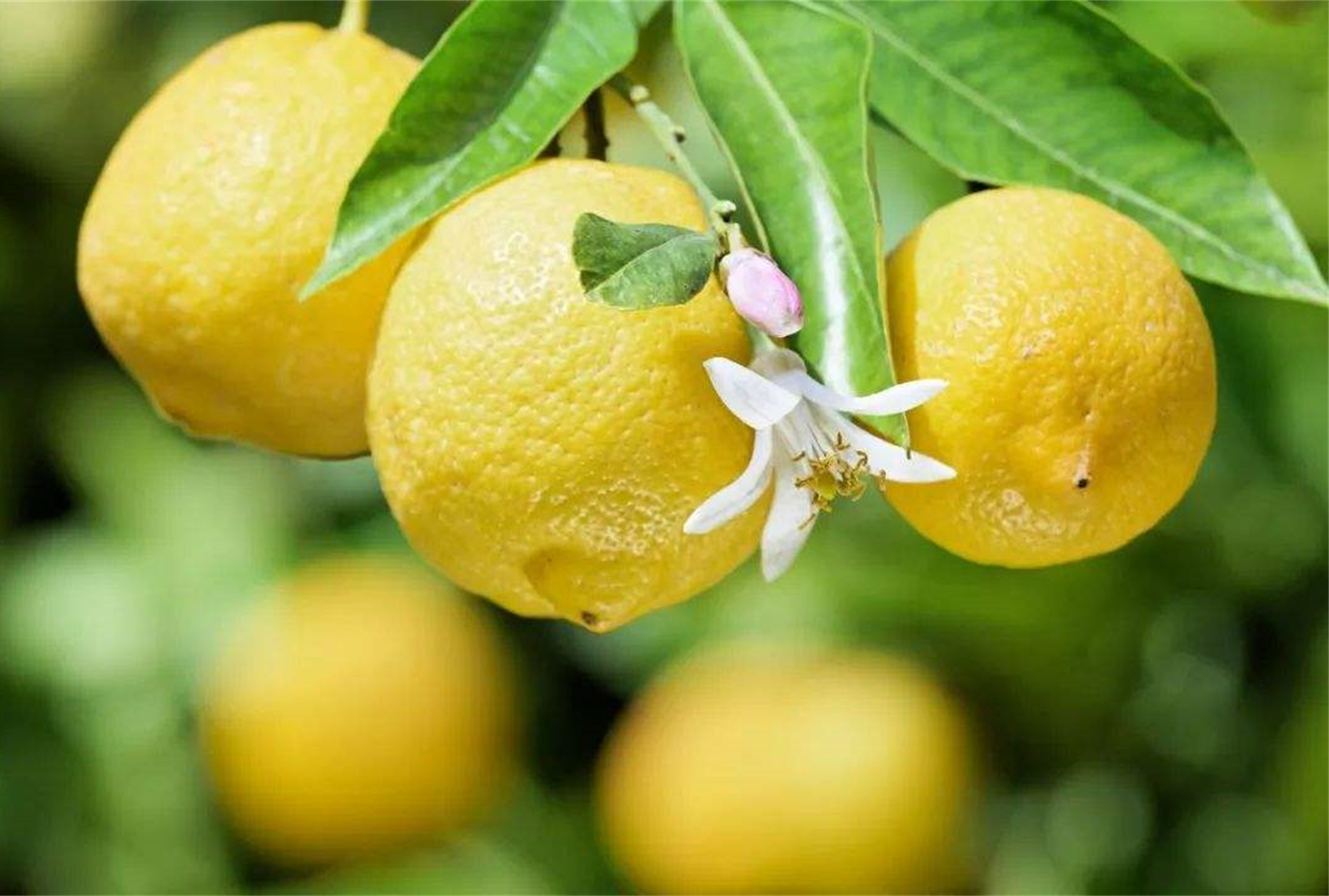 四川省资阳市安岳县岳阳镇——中国柠檬之都