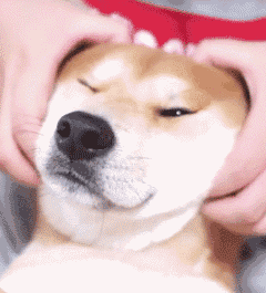 "还挺舒服的它相信主人这样摸它是不会伤害到它的狗狗心里是明白的