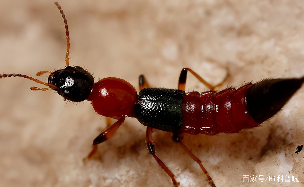 不咬人的虫子更危险！“飞蚂蚁”卷土重来，沾上皮肤就可能溃烂