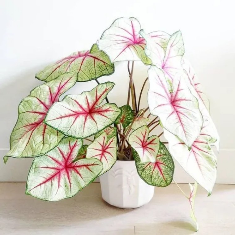 100种观叶植物|no.6 五彩芋养护攻略