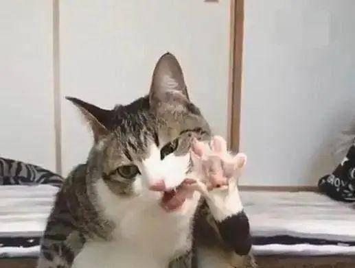 这是一条有味道的文章!每只猫咪,都在向你投来美妙的味道