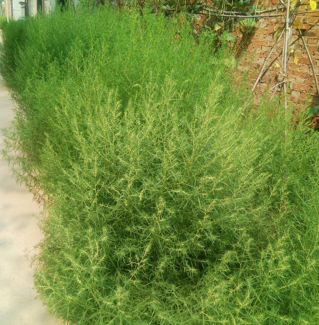 探讨人们药食可用的野生植物~铁蒿!