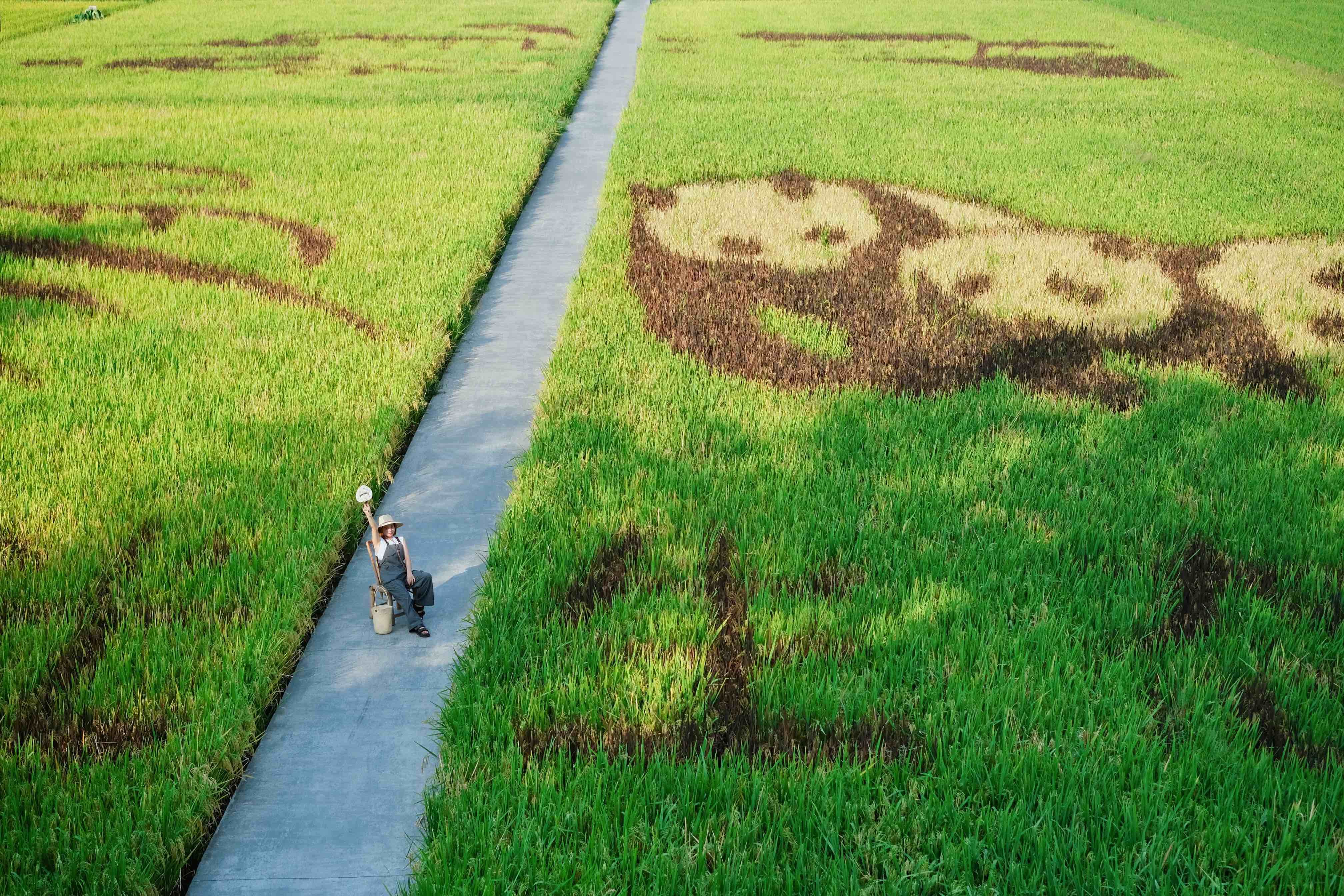 成都市內免費打卡稻田熊貓近郊帶娃安全營地超讚植物藝術園林