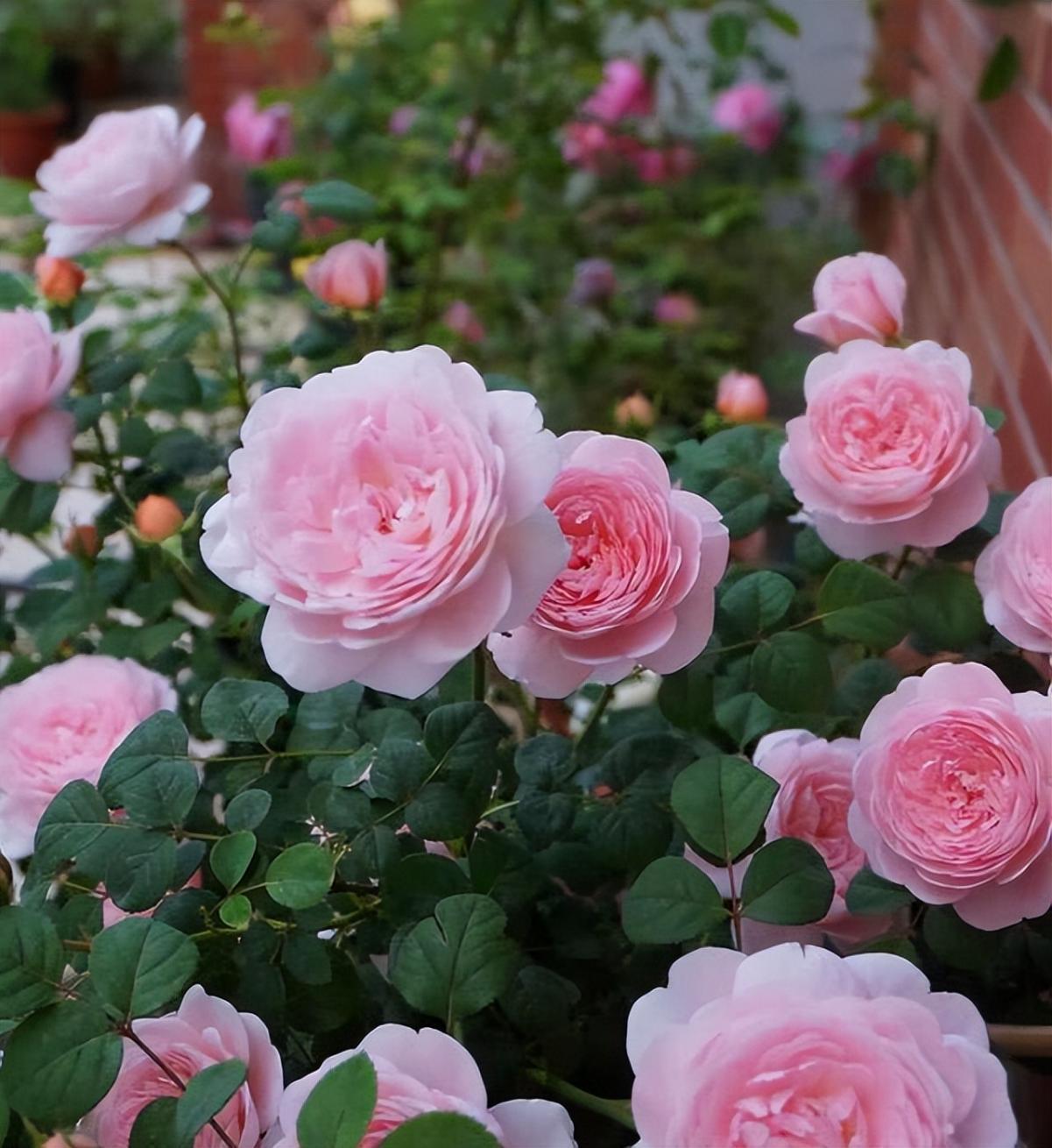 家庭养花就选瑞典女王,花香浓郁,打理简单,一起来看看