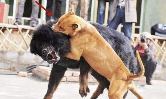 比特犬能勇斗藏獒,被号称世界第一战斗犬