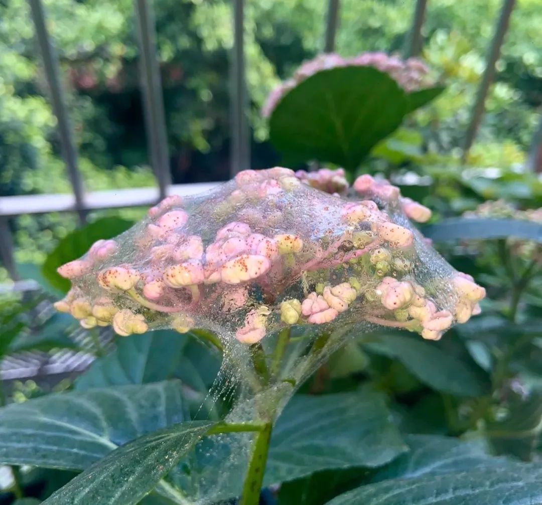 各花友注意!红蜘蛛,它来了!