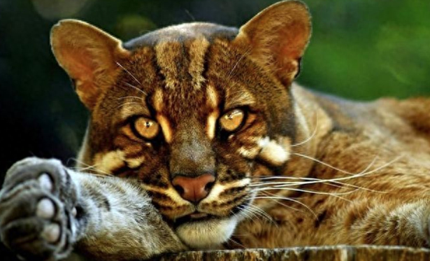 传说能"杀虎屠象"的火虎甘肃现身!它才是"三虎一彪"的彪?