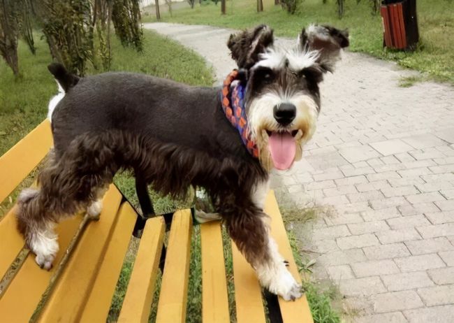 雪纳瑞为什么不建议养?