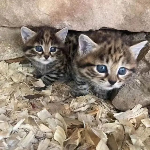 克萨斯州,有一位网友偶遇了一窝狸花猫,猫妈妈带着两只小宝宝外出觅食