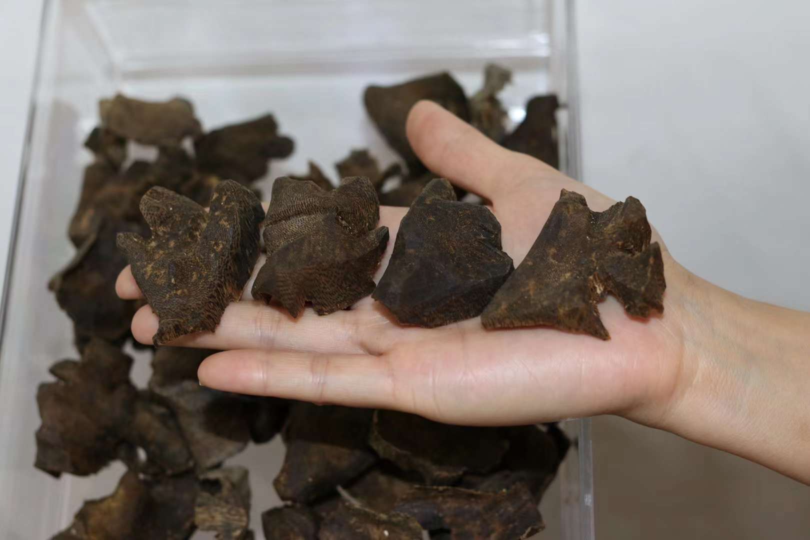 銘「五葉松」 伽羅 聞香 香木 沈香 香道 奇南 伽南 沉香 【公式