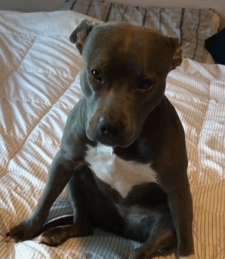 让人心疼!狗狗"缺爱"了,会用这些方式睡觉!