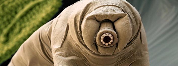 水熊也称水熊虫(water bear),人送外号"小美"