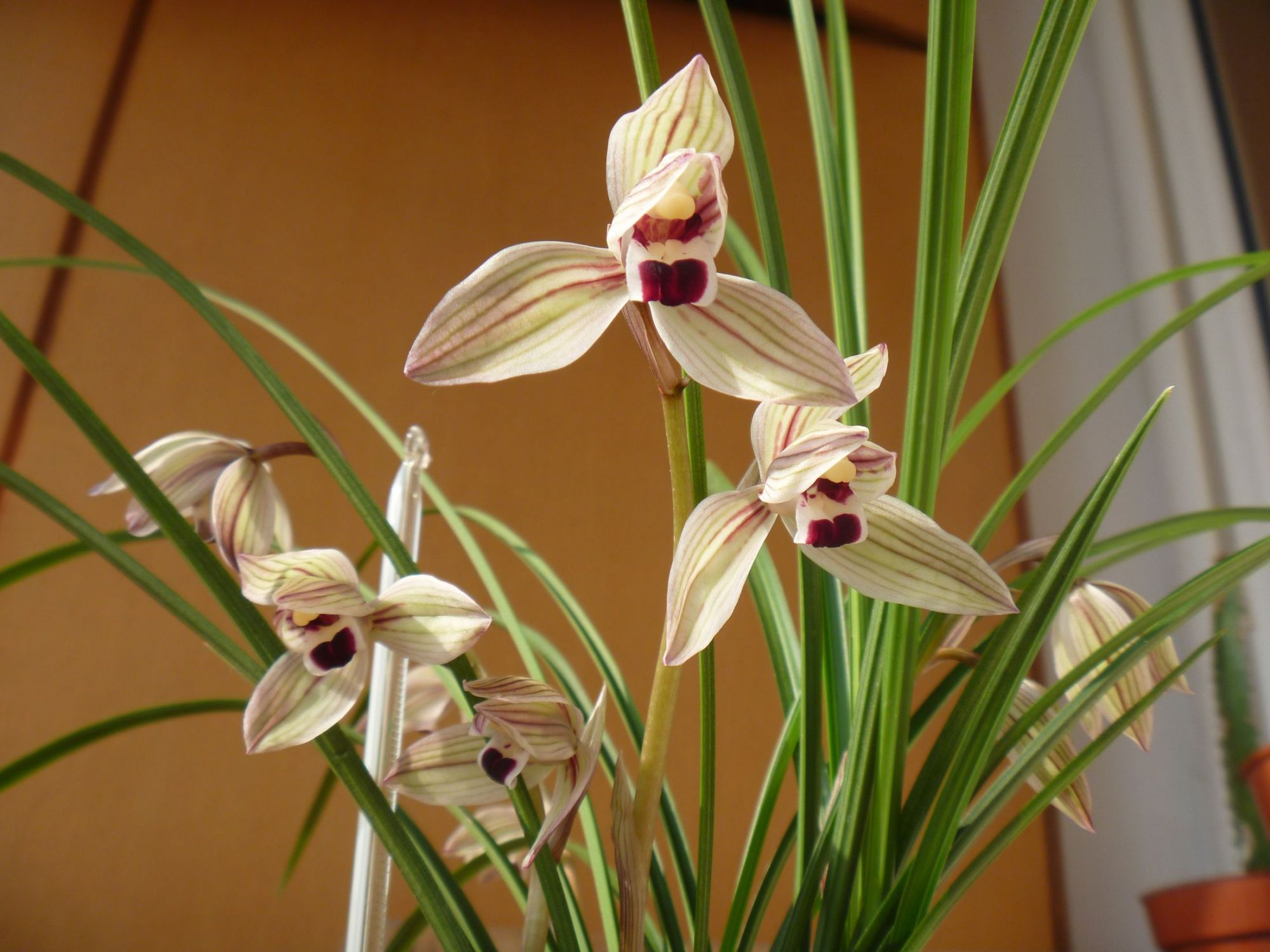 莲瓣兰铭品心心相印,香味浓郁,姿态优美,花型靓丽,好养还不贵