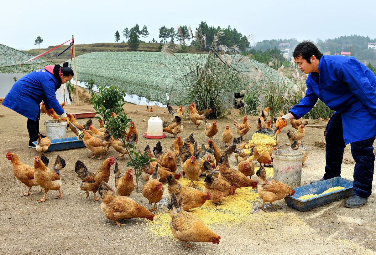 任叶果,唐菊香夫妇在自家养鸡场喂鸡