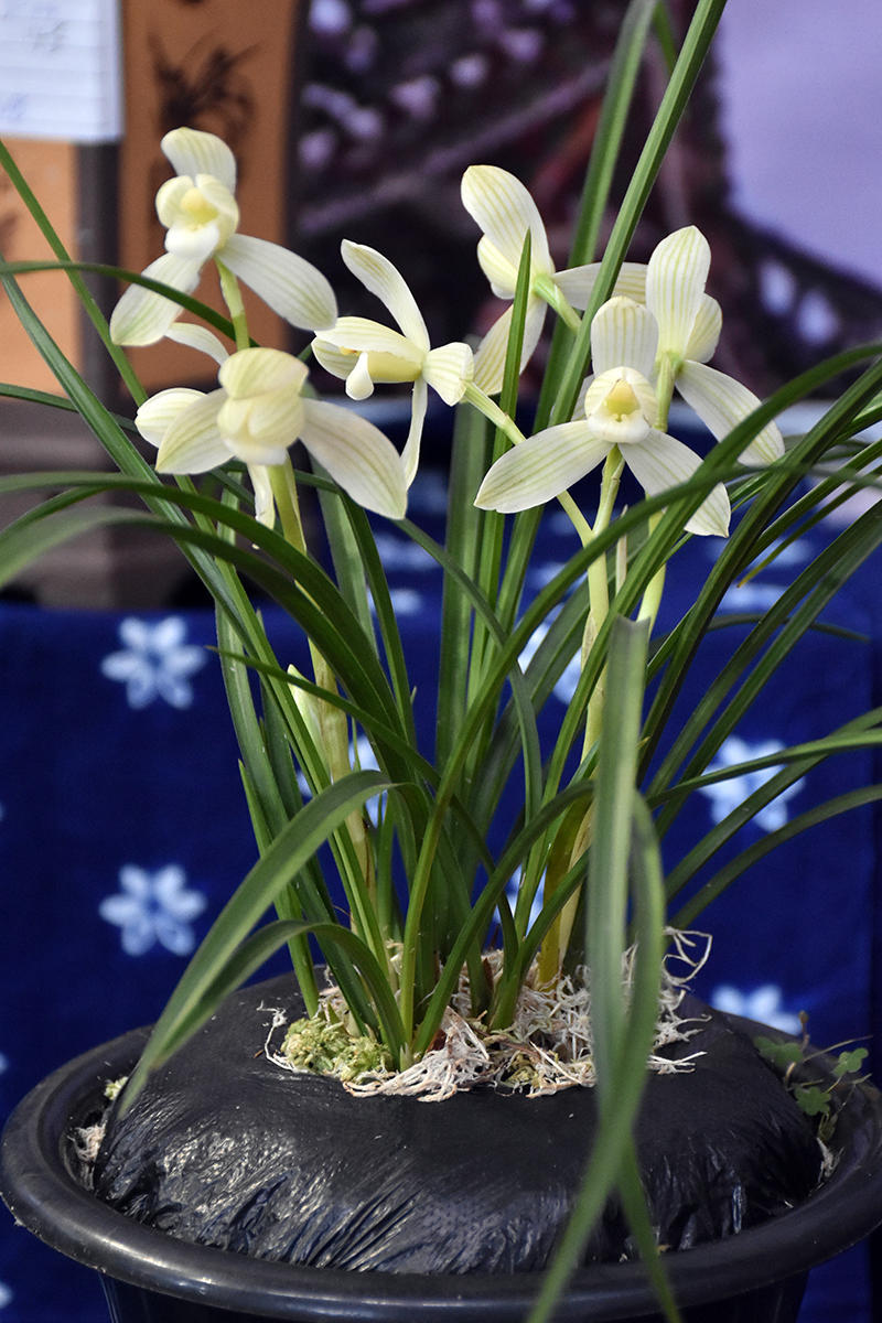 莲瓣兰素花之王——永怀素,花色洁白无瑕,大气优雅,迷人万分