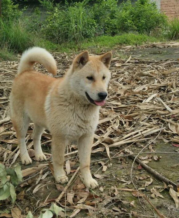 中华田园犬,又称土狗,是一种非常优秀的犬种
