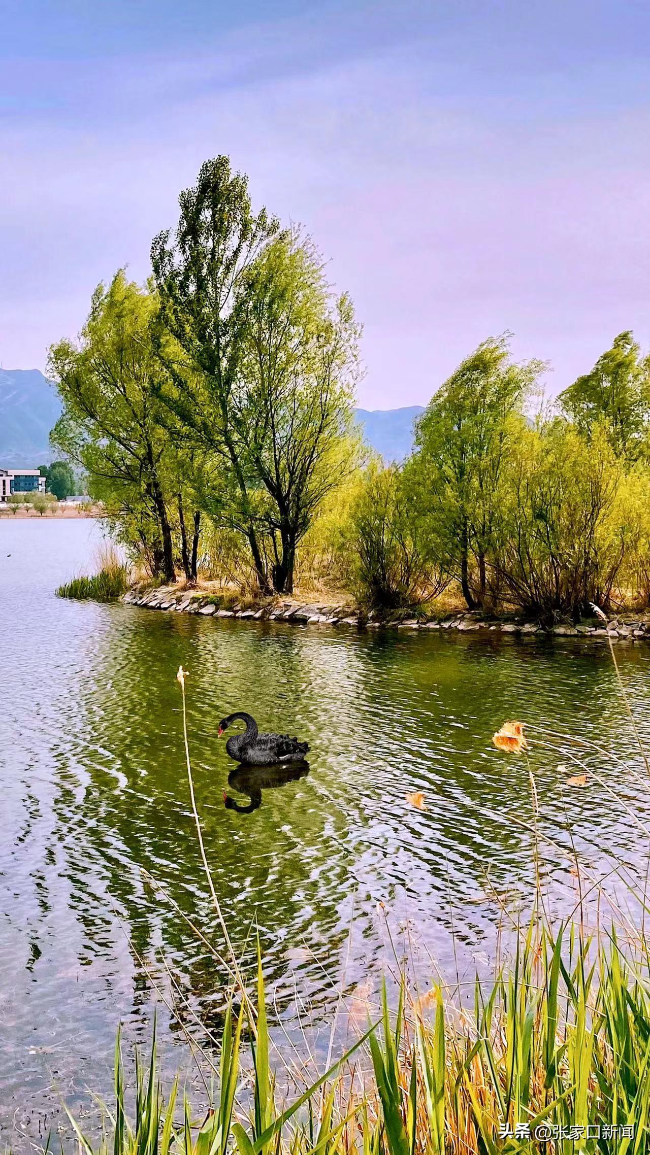 张家口天鹅湖风景区图片