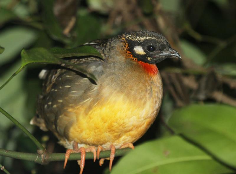 国家一级保护野生动物——海南山鹧鸪