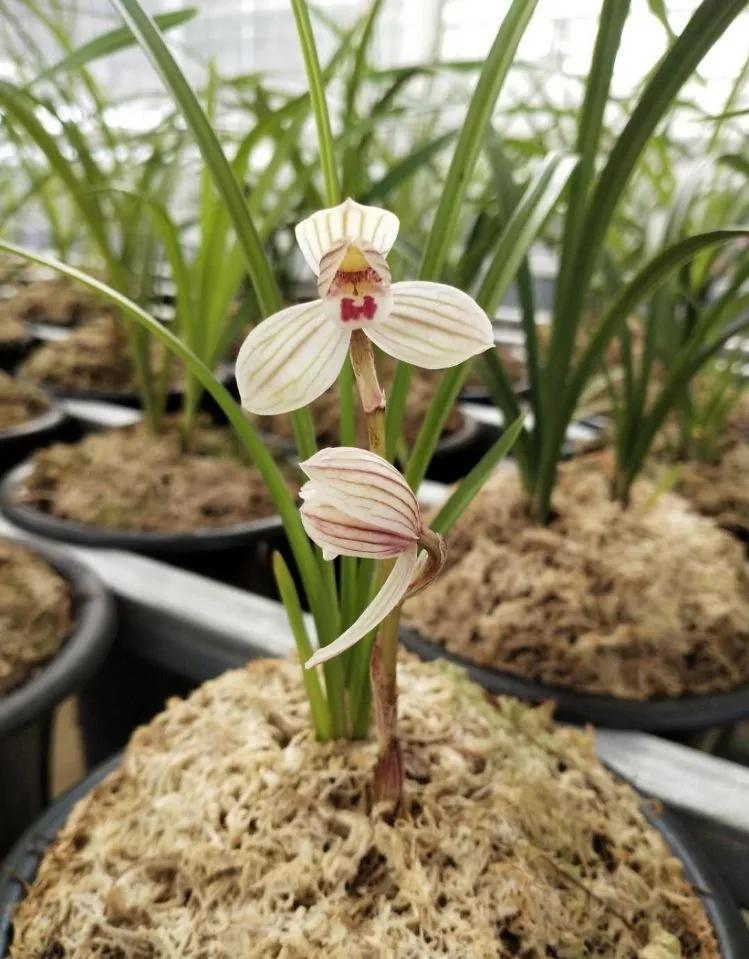 莲瓣兰荷瓣精品紫熙荷,正格荷瓣,中宫圆润,花守极佳,魅力十足