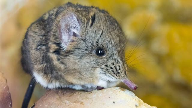 鼩鼱与老鼠有什么区别?