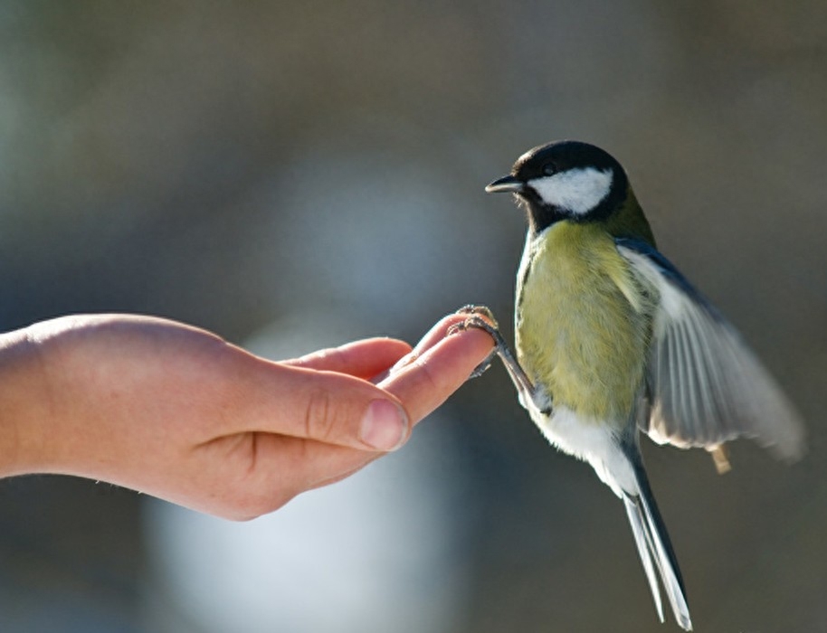 00年广西农民养了一头水牛10年后成神牛有人出35万都不卖