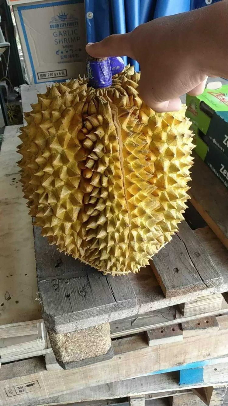 能让你对榴莲改观的蓝腾榴莲