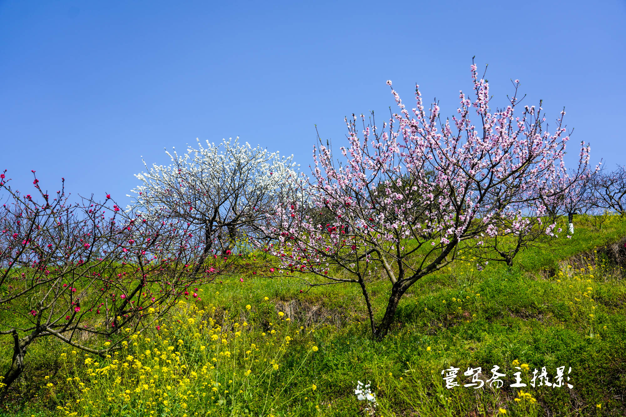 推荐个重庆近郊春游踏青的好去处永川这三面环水的圣水湖桃花岛