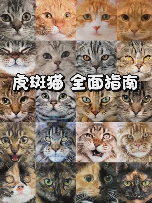 虎纹猫是何品种图片