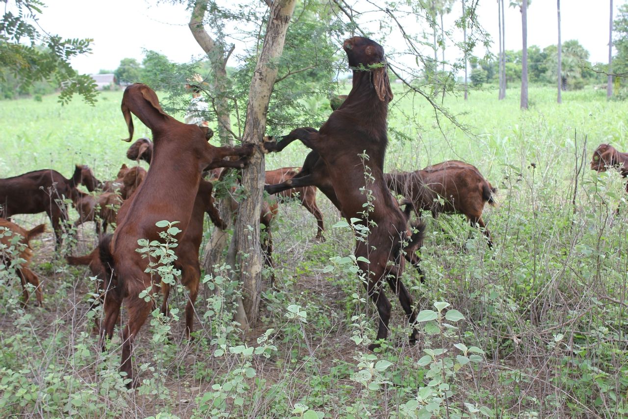 努比亚山羊耐热吗?夏天要到了,努比亚山羊对环境有什么要求吗?