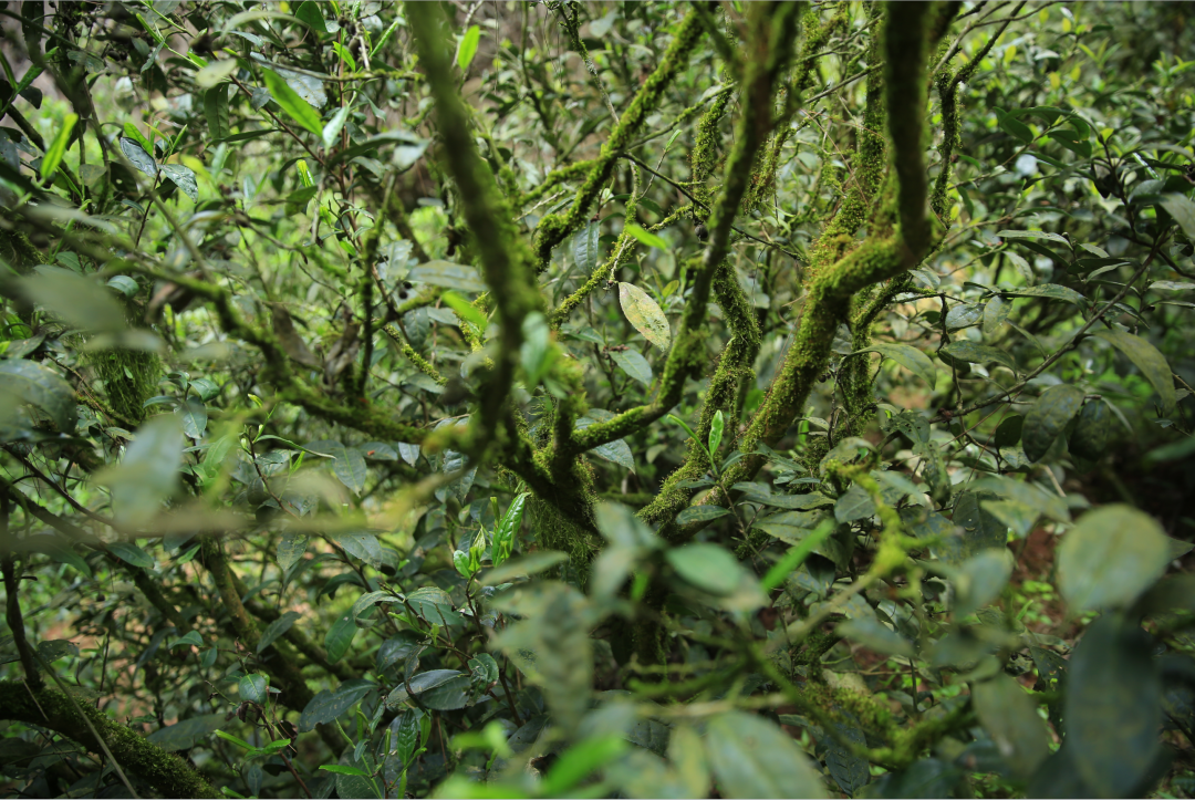 曦瓜内鬼洞铁罗汉|沉稳刚健 茶如其名