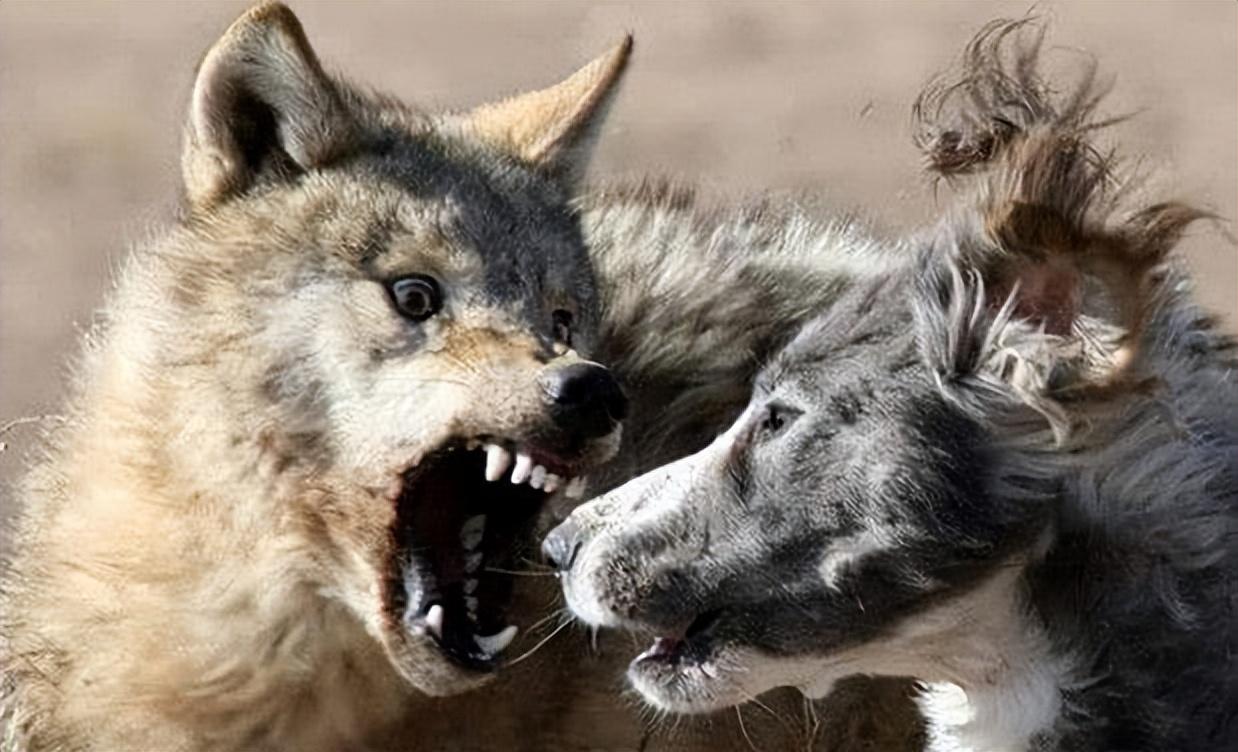 独狼夜袭羊圈杀狗屠羊伤人牧民杀狼后报警我杀狼了传闻