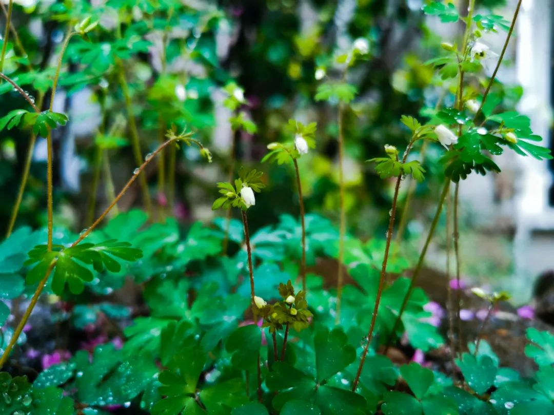 天葵子植物图片图片