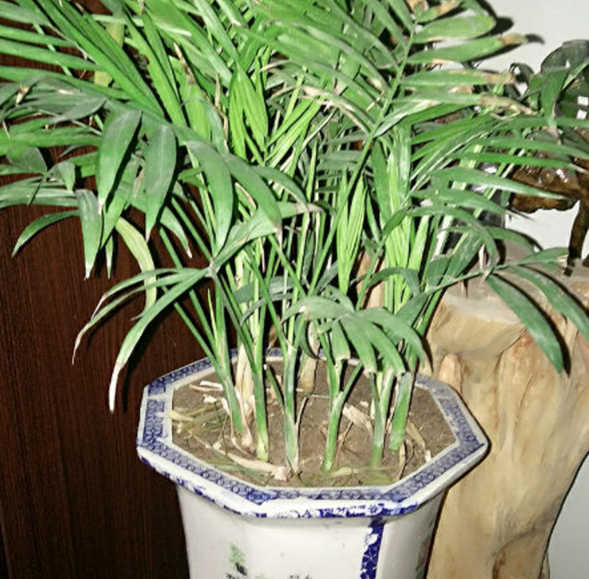凤尾竹叶片总发黄,不能统一处理,找准原因再下手!