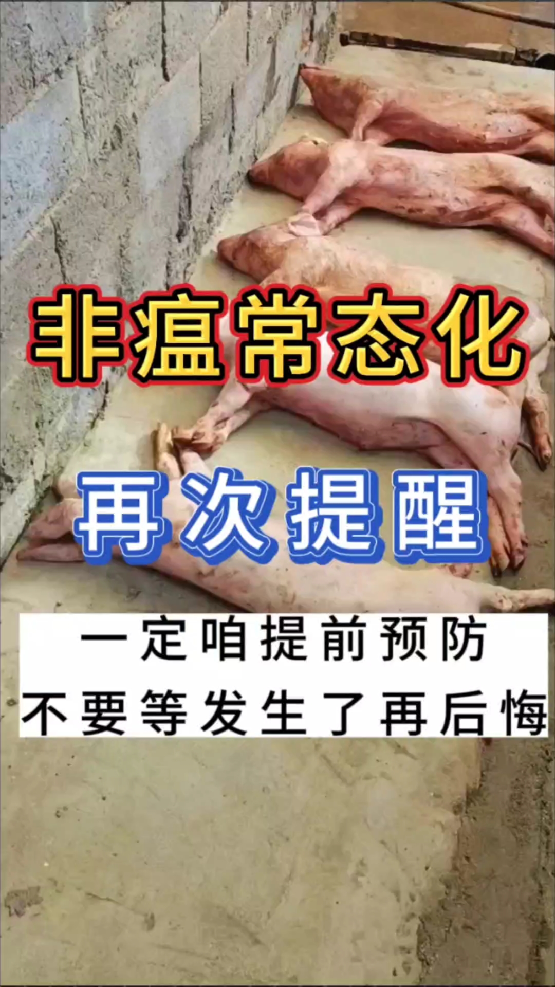 非洲猪瘟能活几天图片