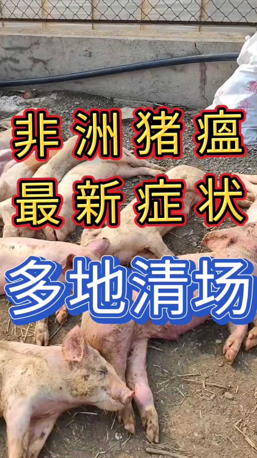非洲猪瘟弱阳型多发,猪场如何防控
