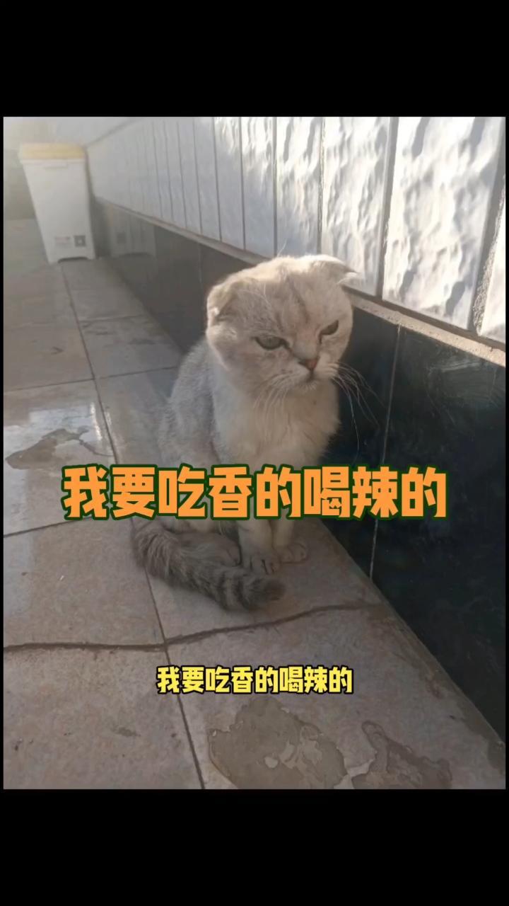 喵星人之特效系列