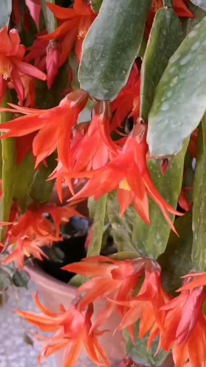 用叶仙嫁接的假昙花,爆花在五月-度小视