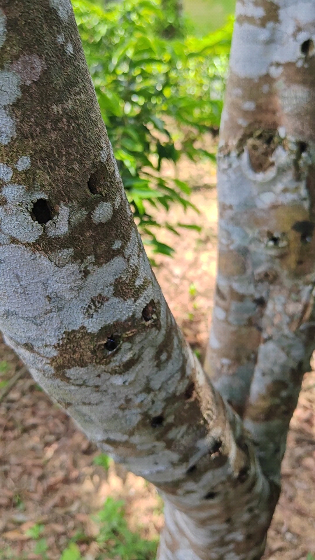 10年奇楠沉香大树!