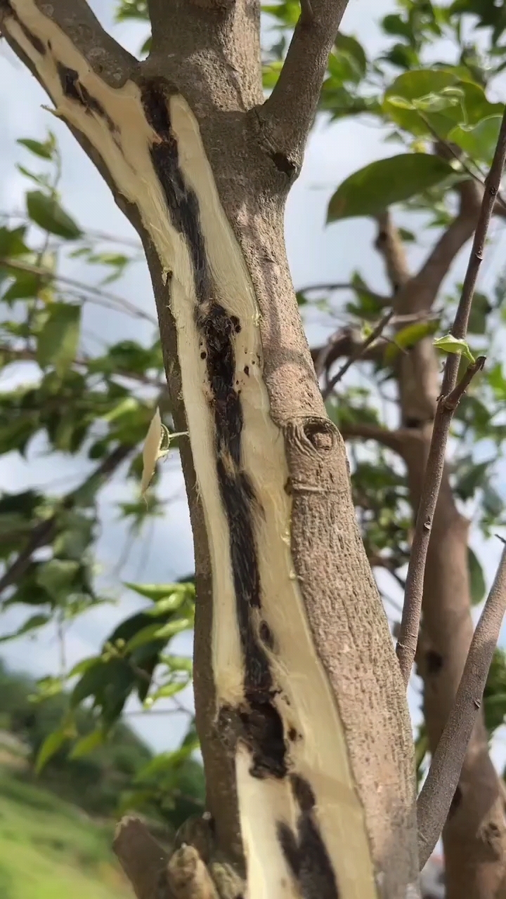 奇楠沉香大树,油脂成熟,香味十足!