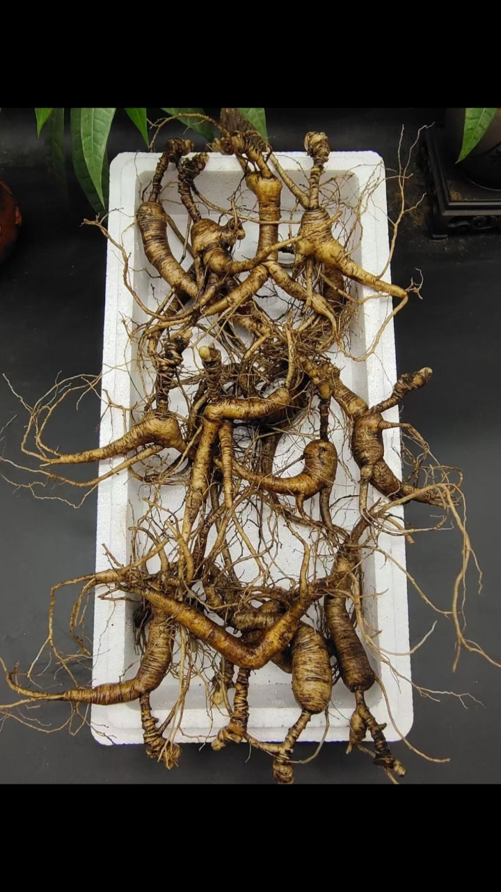 野山参林下野播籽,嘎嘎老,野性十足,高年份,就是老,18支