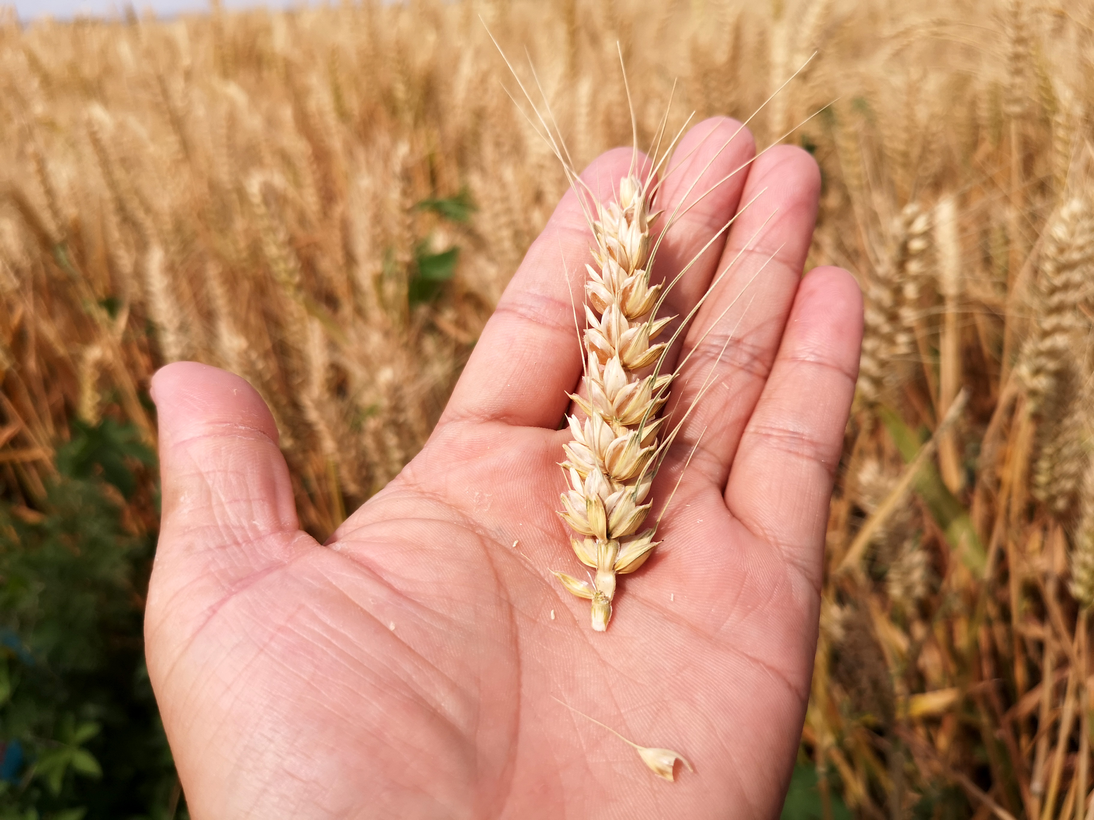 山西运城:400余万亩冬小麦开始收获