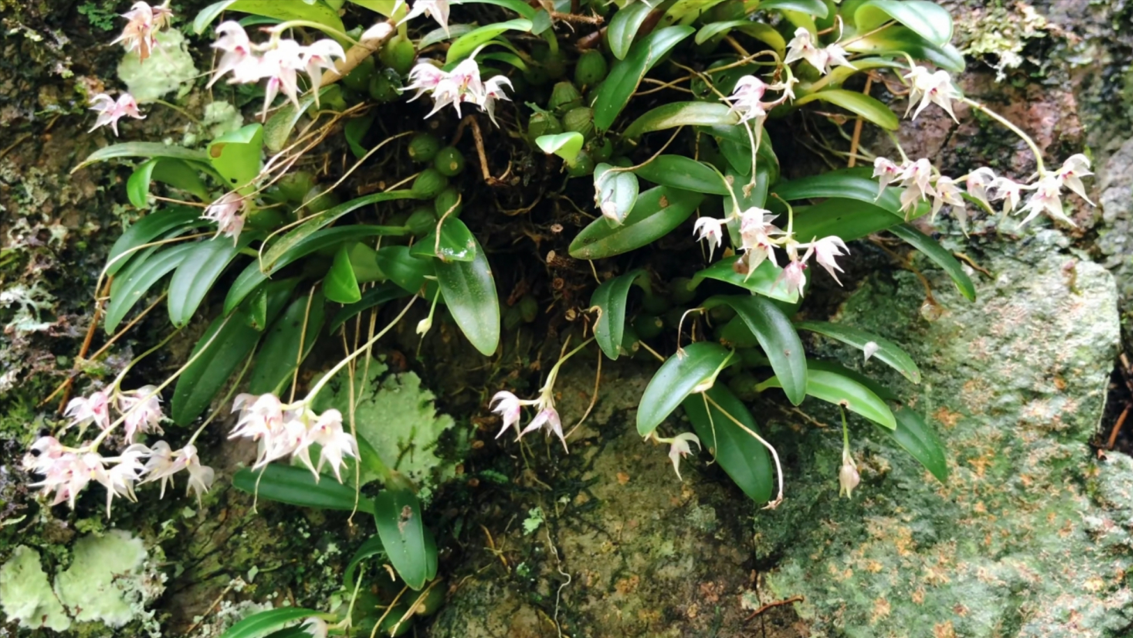 竹林岩石上发现保护植物石橄榄