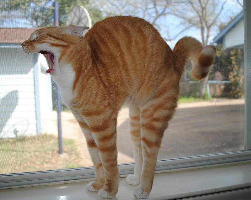 猫咪为什么喜欢伸懒腰?其实它们是想表达这些含义