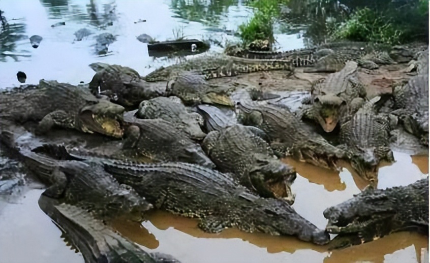 恶有"鳄"报:1945年,一千多个日本鬼子在缅甸某岛被鳄鱼吃掉