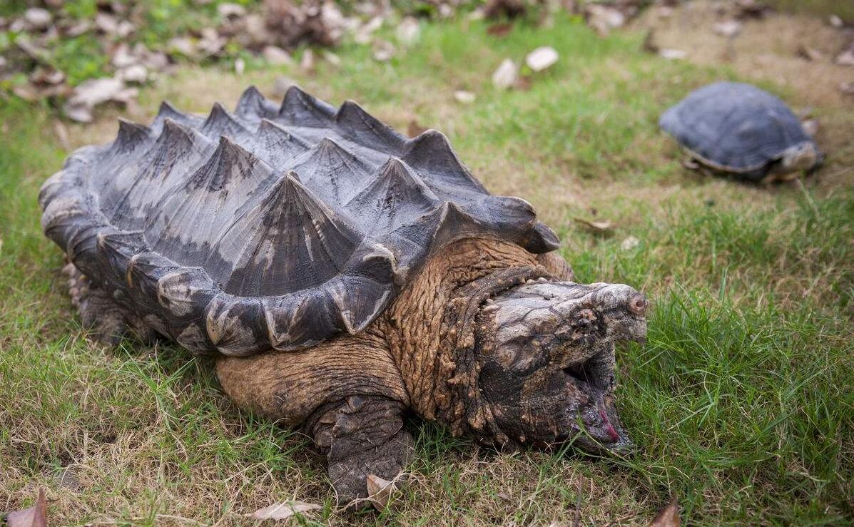 同样都是龟鳖目动物,为何吃甲鱼的多,很少有人吃乌龟?