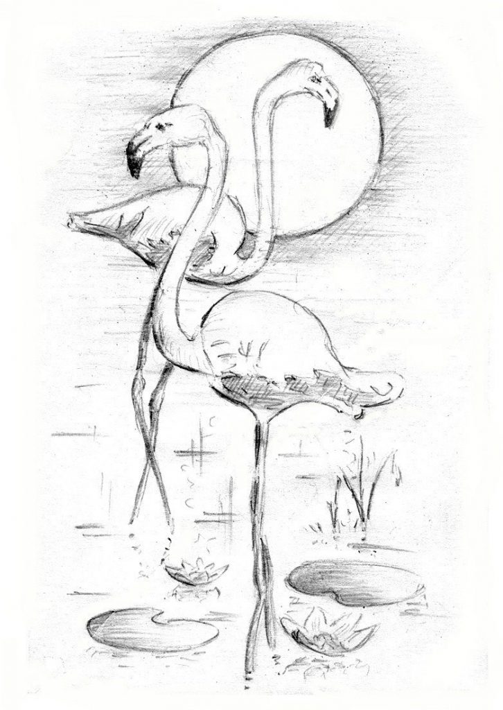 用铅笔素描火烈鸟(31张)