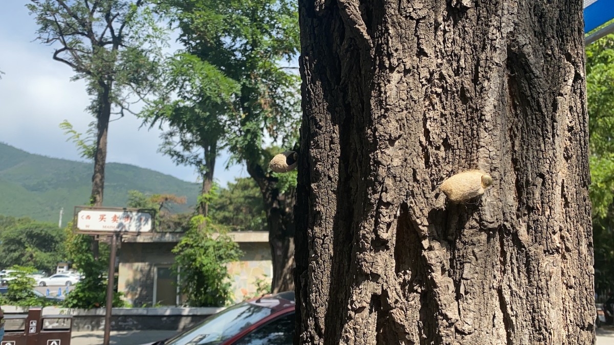 蚕蛹|北京这些树干被图钉钉上许多“蚕茧”，咋回事？回应来了