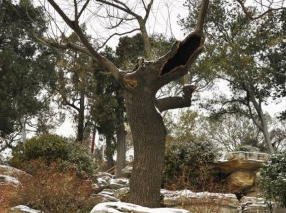 300年过去了,那棵吊死崇祯皇帝的"老歪脖子树",现状如何?